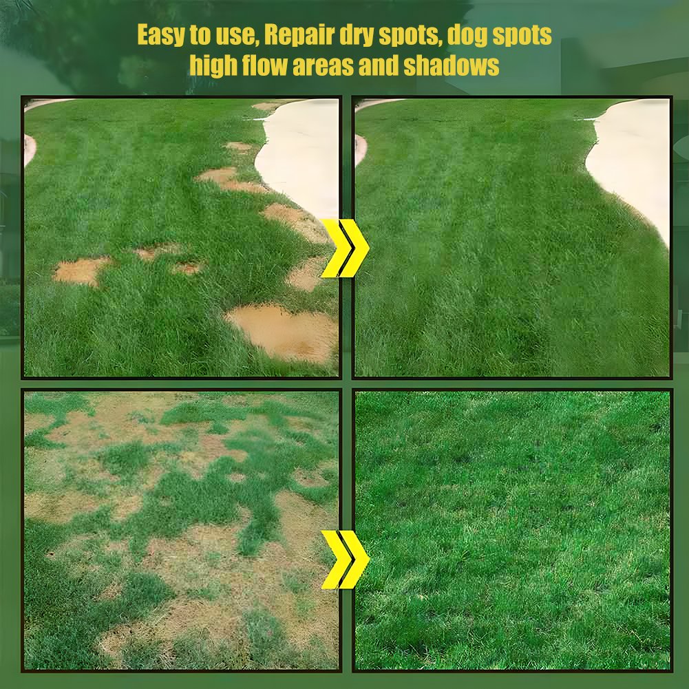 🌱 Evergreen dwarf grass seed for four seasons🌾 | Create your perfect lawn here🌼