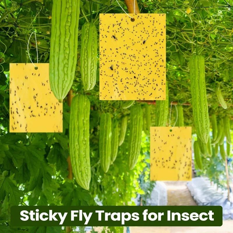 Double Sided Sticky Bug Traps - Image 3