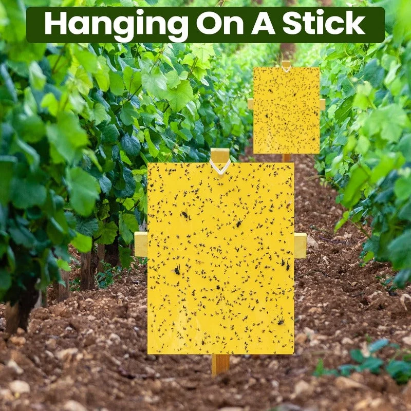 Double Sided Sticky Bug Traps - Image 7